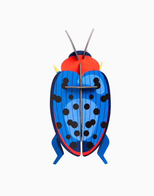 Fungus Beetle